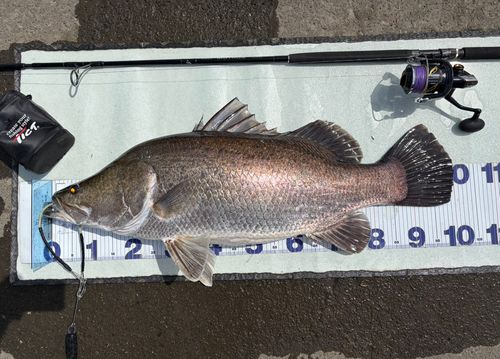 アカメの釣果