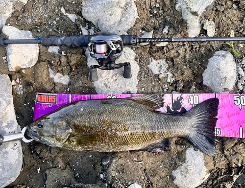 スモールマウスバスの釣果