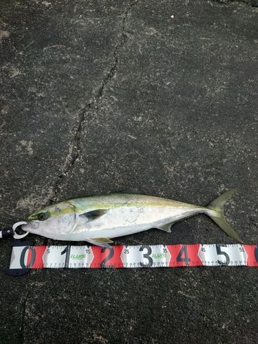 イナダの釣果