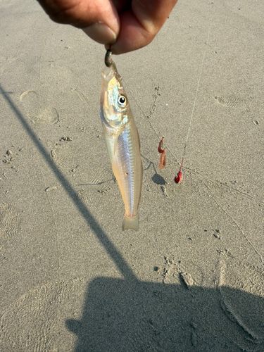 キスの釣果