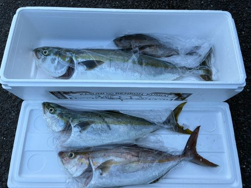 ワラサの釣果