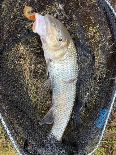 ニゴイの釣果