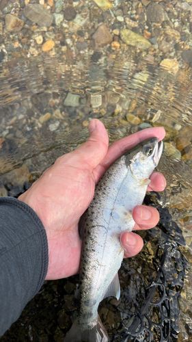 ヤマメの釣果