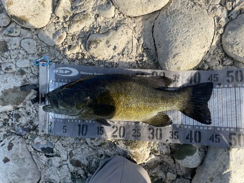 スモールマウスバスの釣果