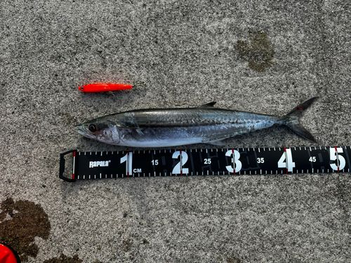 サゴシの釣果
