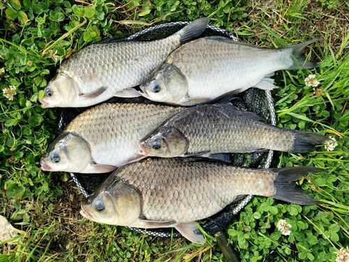 ヘラブナの釣果