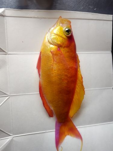 釣果