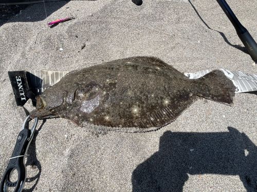 ヒラメの釣果