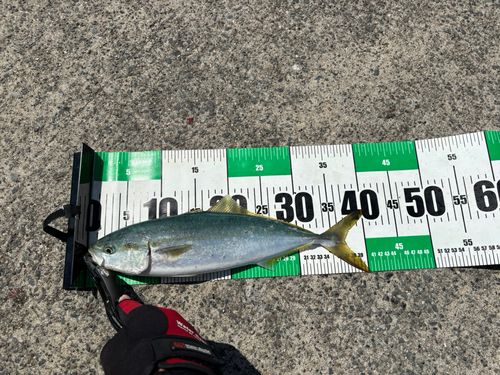 イナダの釣果