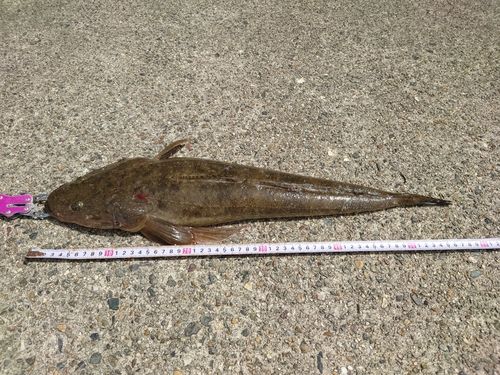 マゴチの釣果