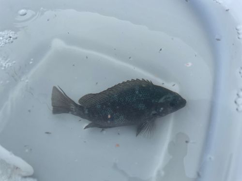 グレの釣果