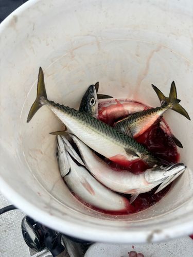 サバの釣果