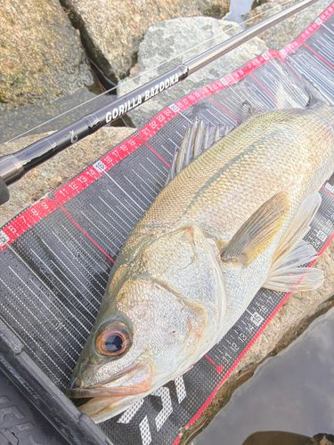 シーバスの釣果