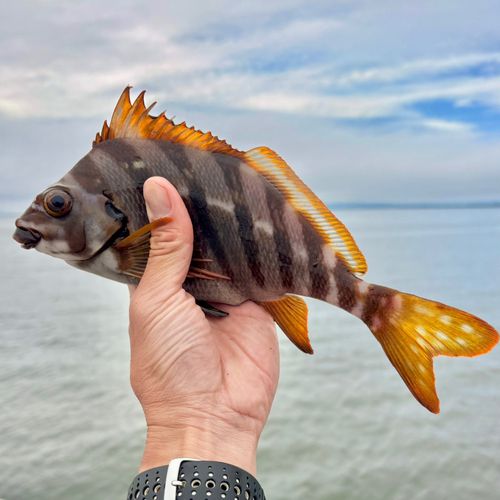 タカノハダイの釣果