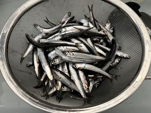 カタクチイワシの釣果
