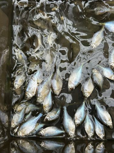 タイリクバラタナゴの釣果