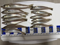 シロギスの釣果