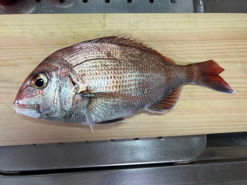マダイの釣果