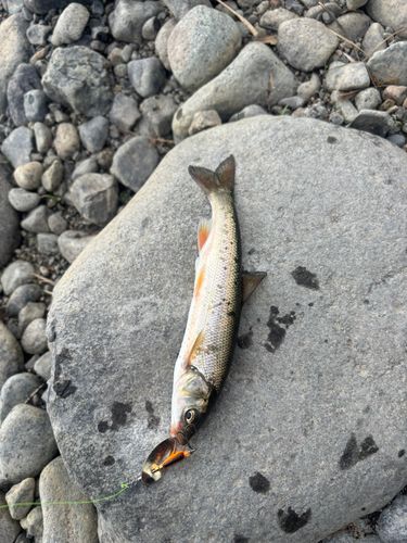 カワムツの釣果