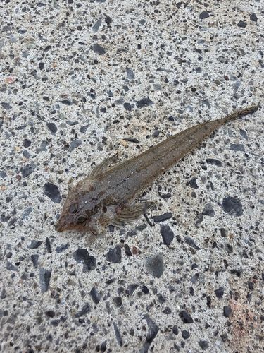 ホウボウの釣果