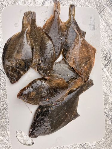カレイの釣果