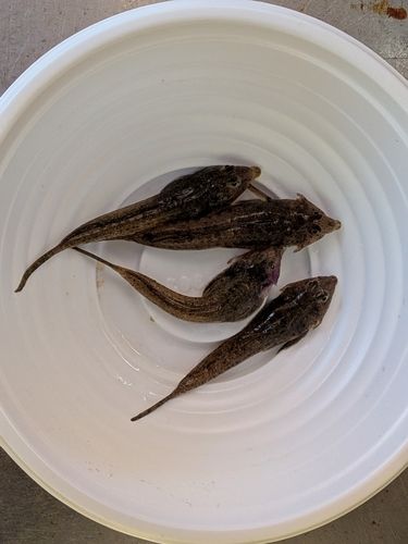 メゴチの釣果
