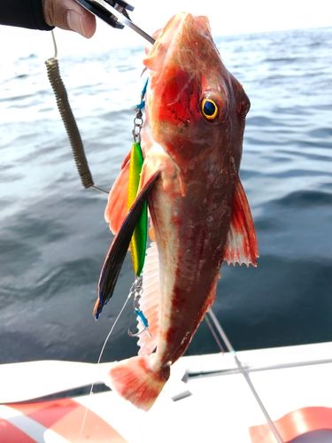 ホウボウの釣果