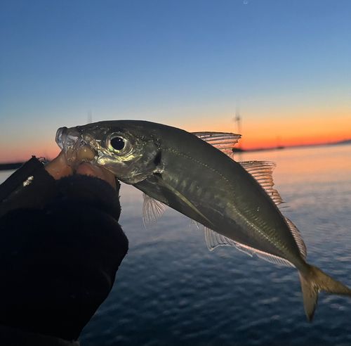 マアジの釣果