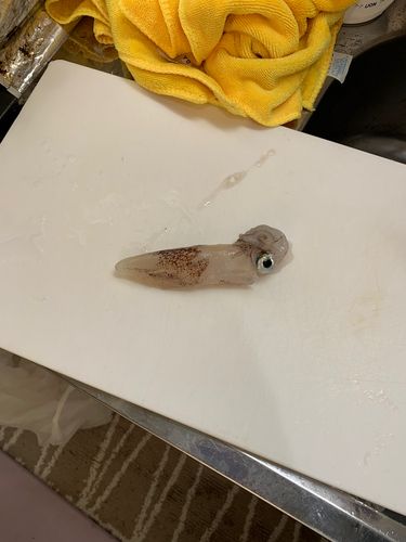 ヒイカの釣果