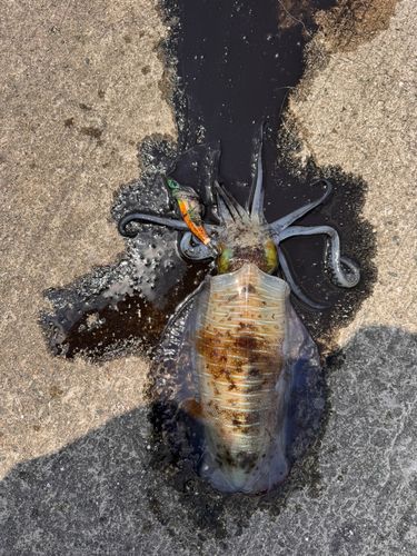 アオリイカの釣果