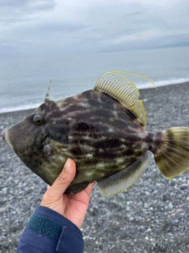 カワハギの釣果