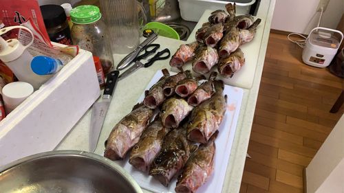 カサゴの釣果