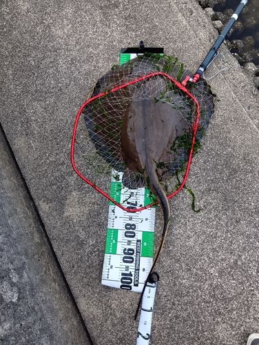 エイの釣果