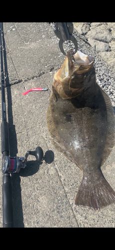 ヒラメの釣果