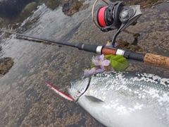 サクラマスの釣果