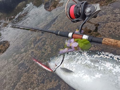 サクラマスの釣果