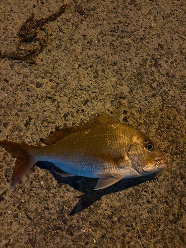 タイの釣果
