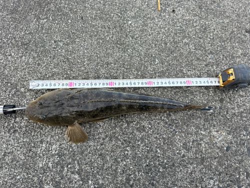マゴチの釣果