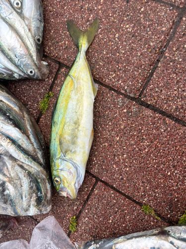 ワカシの釣果
