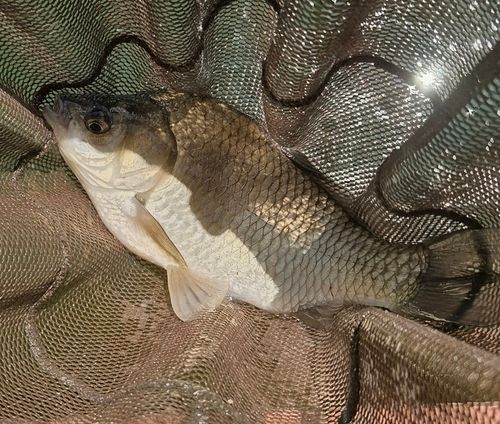ヘラブナの釣果