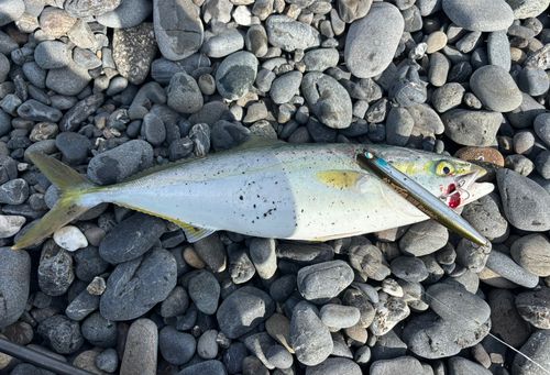 イナダの釣果