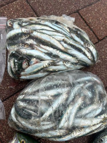 ウルメイワシの釣果