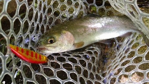ニジマスの釣果