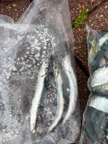 カタクチイワシの釣果