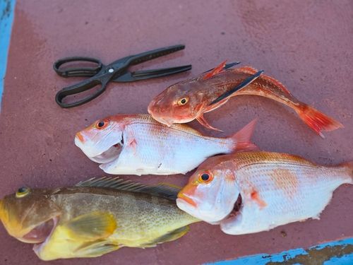 アオハタの釣果
