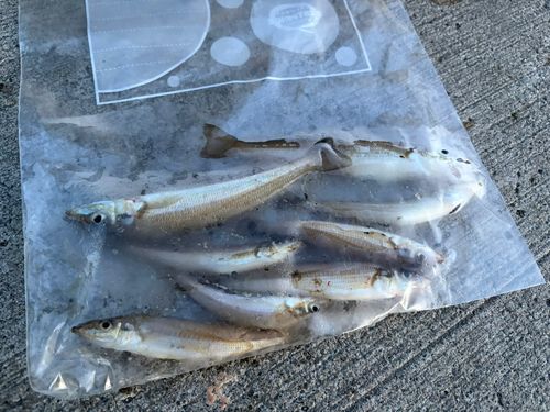 シロギスの釣果