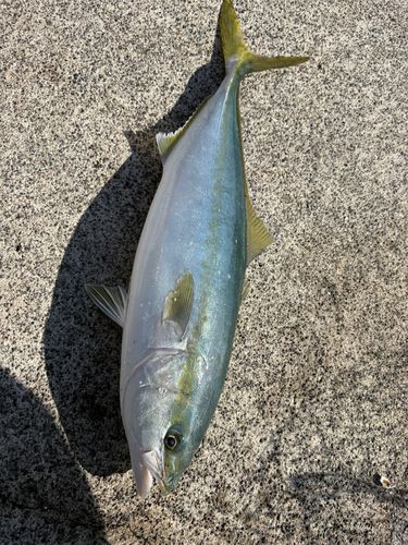 イナダの釣果
