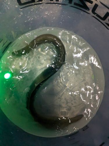 ウナギの釣果