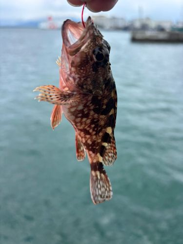 アラカブの釣果