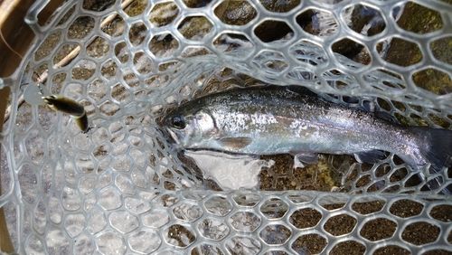 ニジマスの釣果